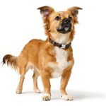 Hunter Amalfi alumínium csatos nyakörv