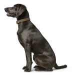 Hunter Nyakörv Hunting - Több színben és Méretben