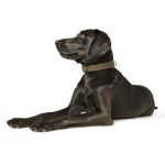 Hunter Nyakörv Hunting - Több színben és Méretben