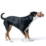 Hunter Tréning Dummy Tough Pombas