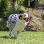 Chuckit! Ultra Ball – M méret